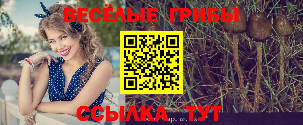 где можно купить   Вход с VPN  Избербаш  Псилоцибиновые грибы Psilocybe 
